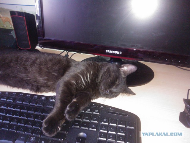 Котовторник 19.07.2016