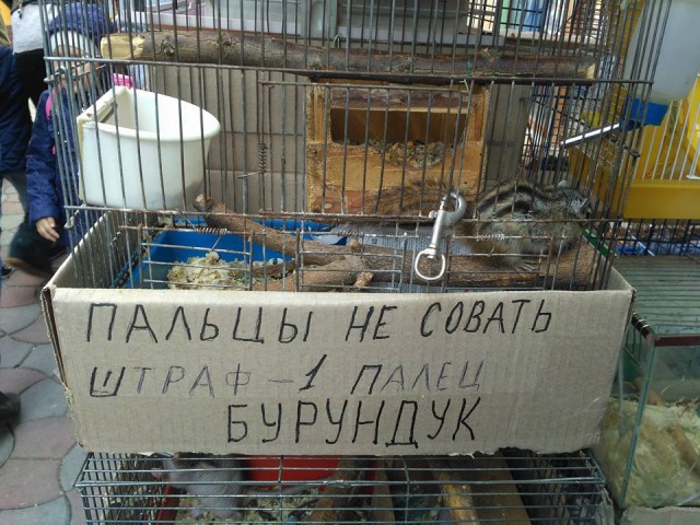 Разные картинки из сети