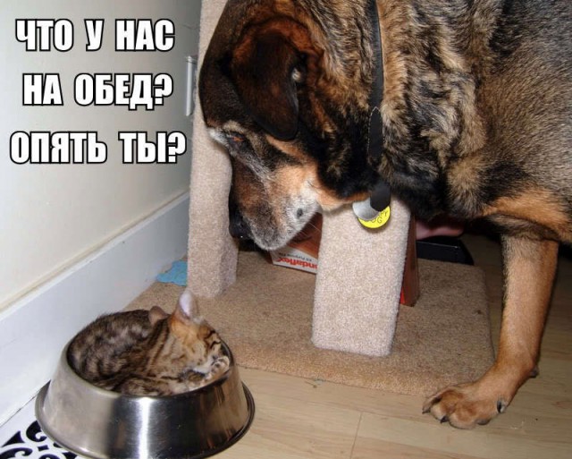 Разные картинки из сети