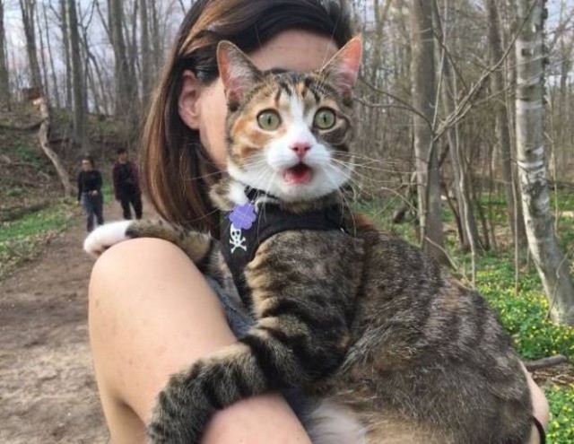 Коты и Кошки