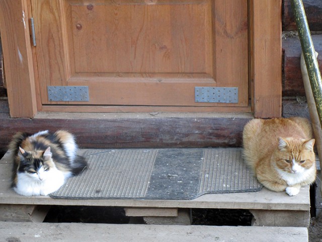 Котовторник 31.10.2017