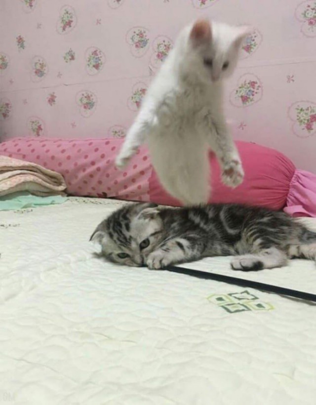 Прикольных котов пост