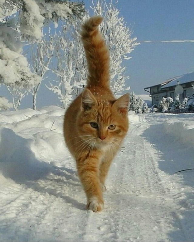 Фотобомбы котов