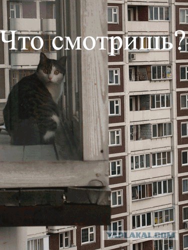О майн КОТ!