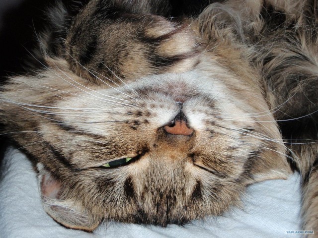 Котовторник 1.02.2011
