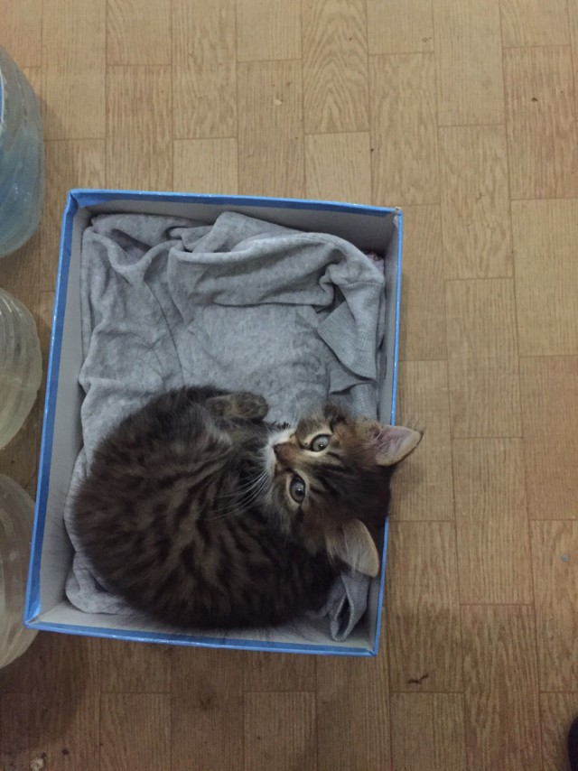 Прикольных котов пост