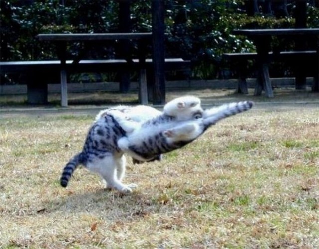 Котовторник!