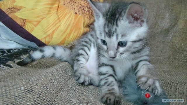 Котовторник 20.12.2011