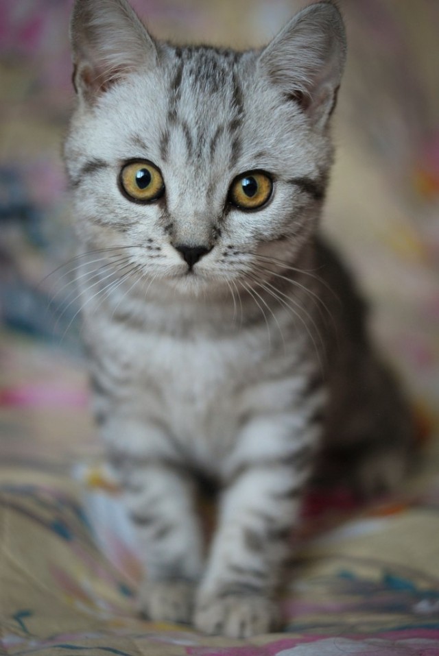 Котовторник 24.04.2012