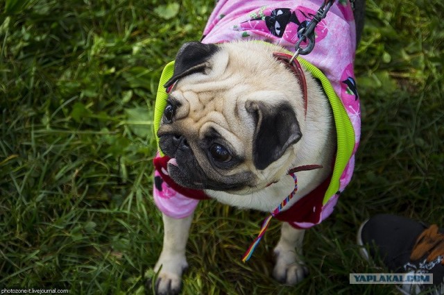 Собака — Улыбака :)