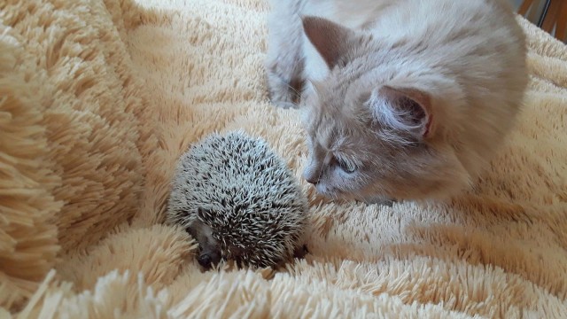 Прикольных котов пост