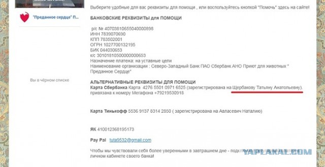 Помогите вернуть кота! Приют "Преданное сердце" украл кота и не отдает!-2