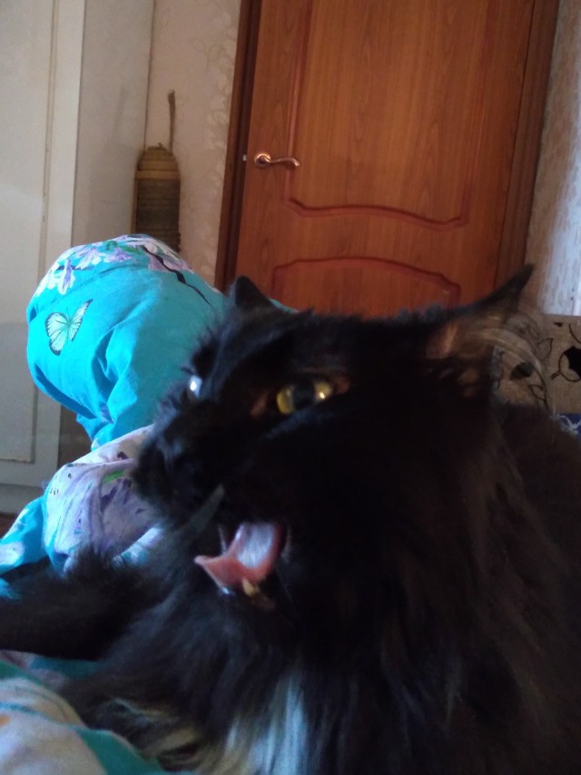 "Удоли!" Дурацкие фото котеек, которые они просили не показывать