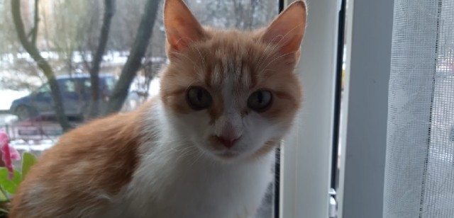 Котовторник!