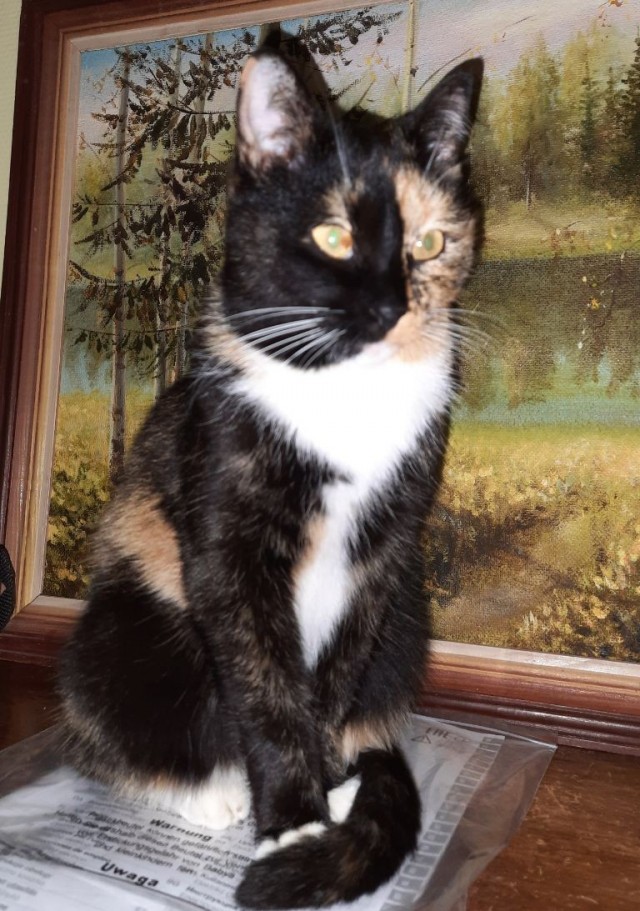 Котовторник