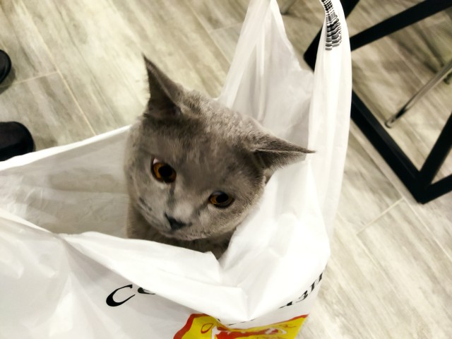 Котовторник