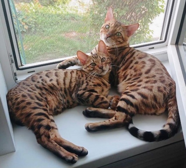 Первый котовторник 2022