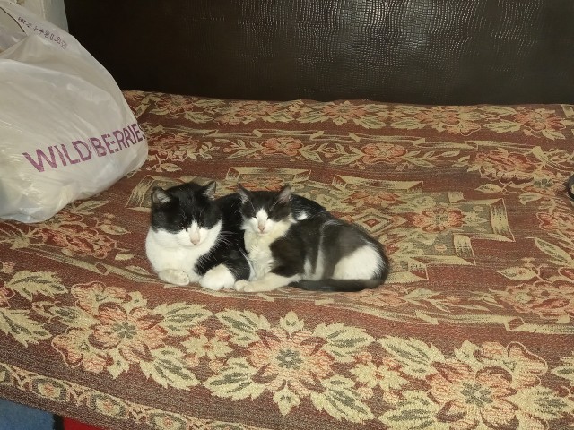 Котовторник. Королева помойки