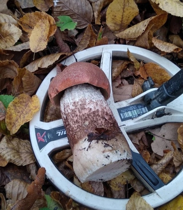 Грибы видишь? Нет. А они есть