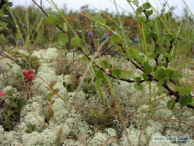 Ямал. Два времени года