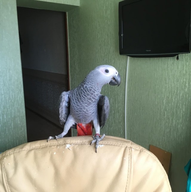 Но, черт возьми!... Как?!