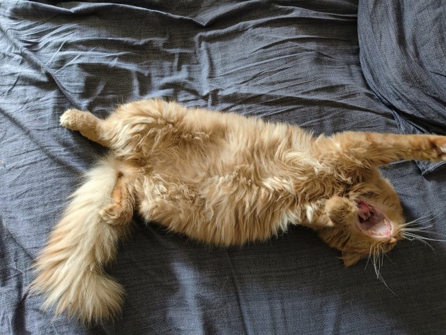 Котовторник