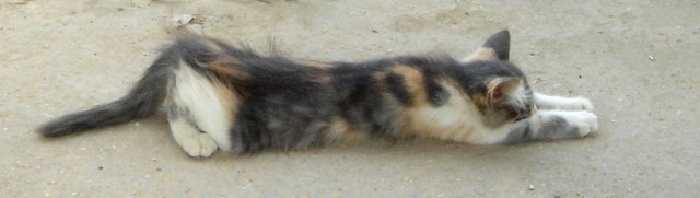Из жизни одичавших кошек
