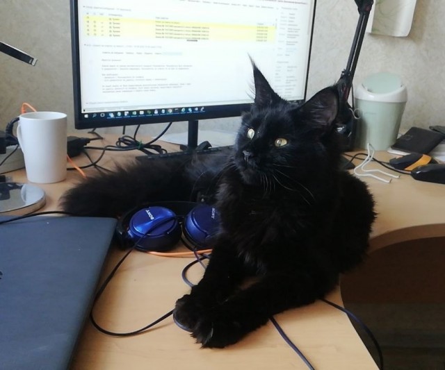 Кот, который смотрит на собак, как на свою добычу