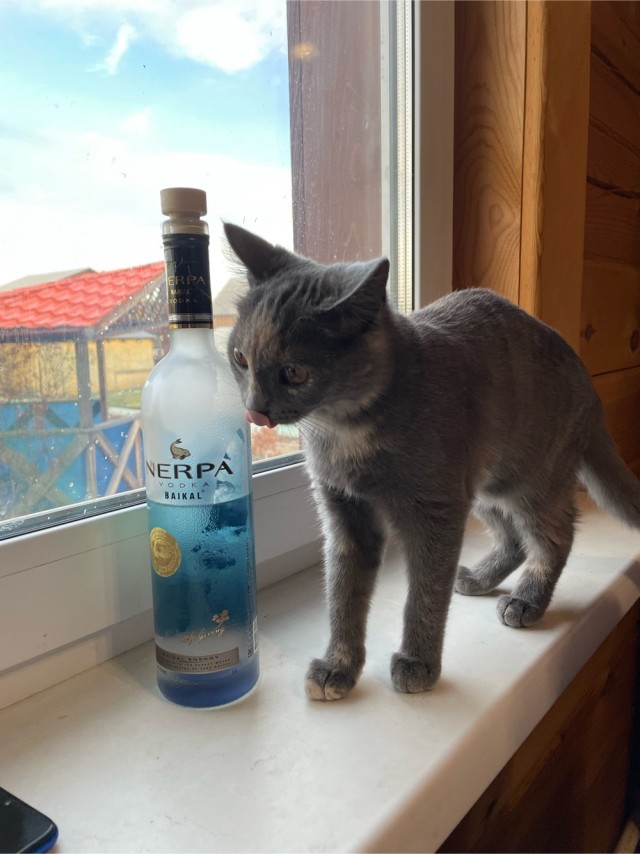Котовторник