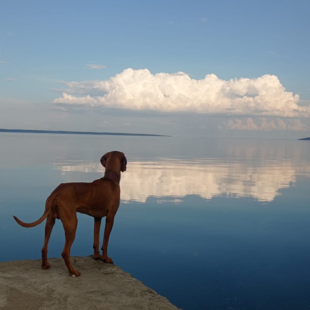 Пёс и облако