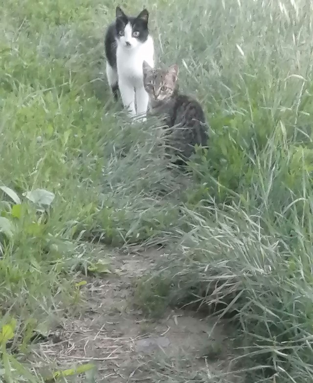 Кошки встречают хозяйку...