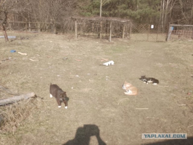 Жизнь домашнего приюта для котеек 537