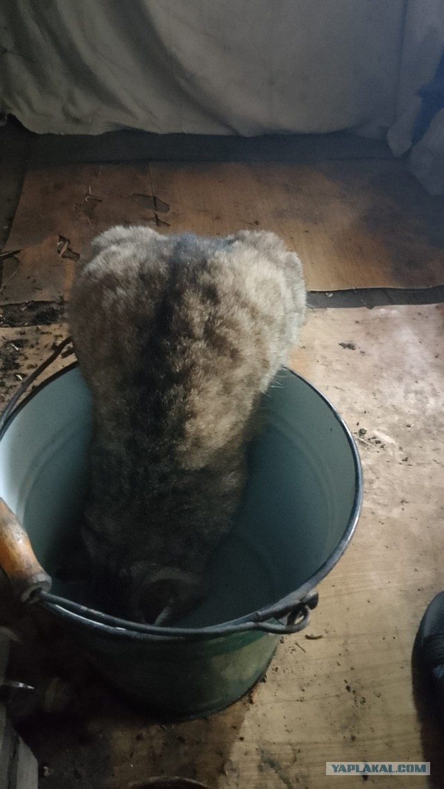 Совпало с котовторником.
