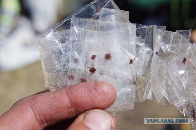 Сейчас бы поваляться на траве