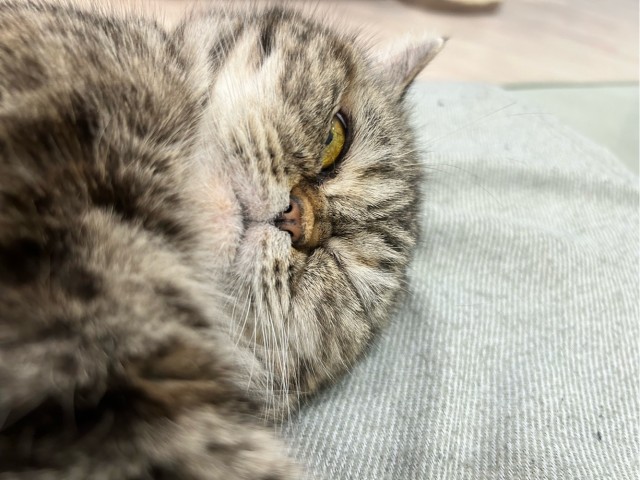 Спящий кот