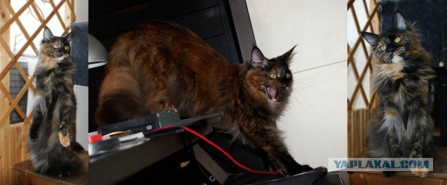 Немного о  Мейн Куне.