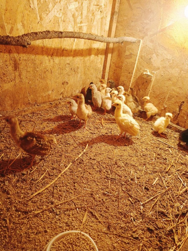 Веселая ферма: Гримо, наконец-то!