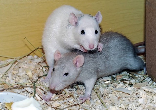 10 удивительных фактов о крысах – гениях животного мира