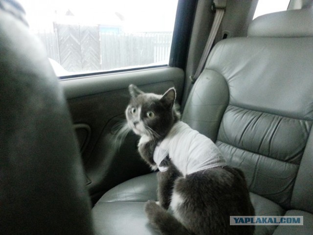 Умная кошка (кот)