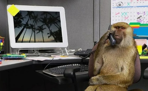 В России начались проблемы с качеством айтишников