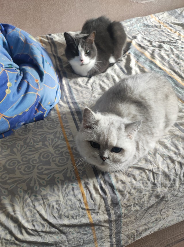 Дратути