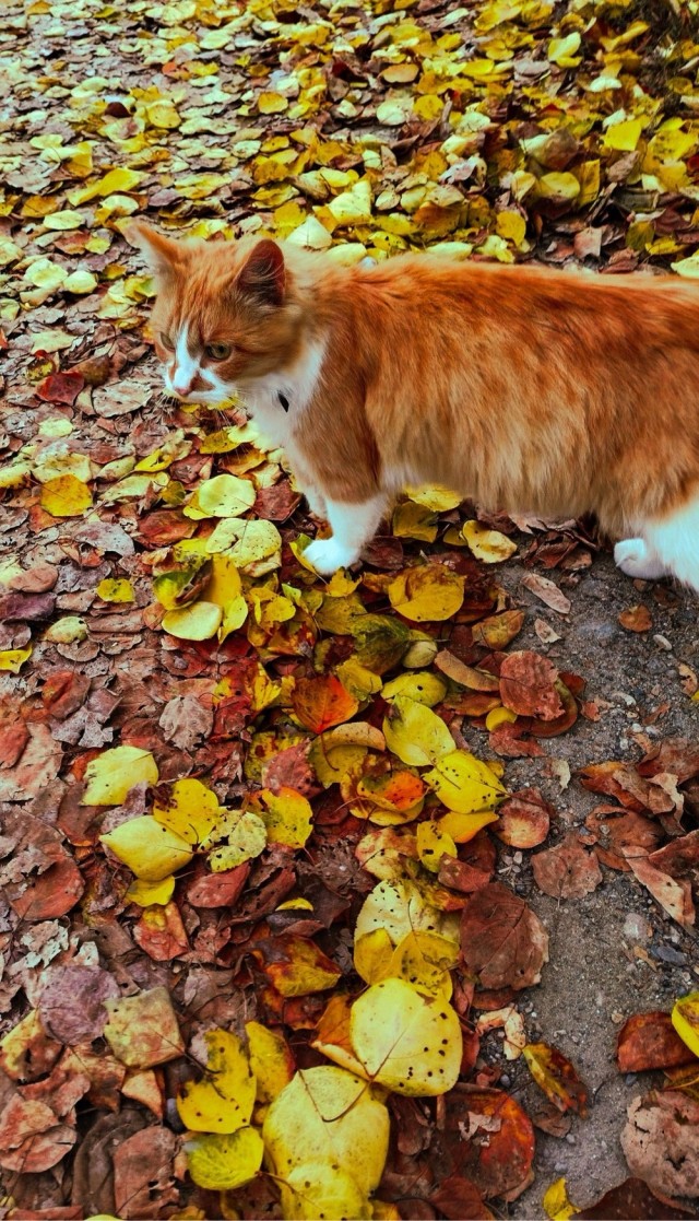 Осенний кот