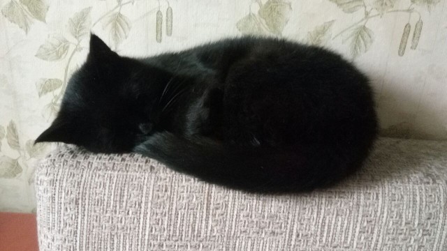 Спящих котеек тред