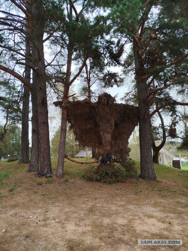 Сова. Одной картинки пост.