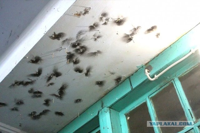 Подъездная романтика от художника Дмитрия Хлебникова