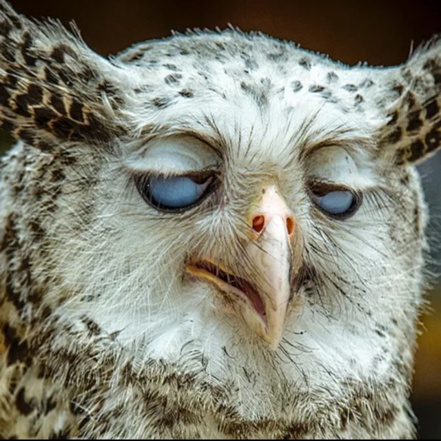 Быстрые рецепты от совы. Доширак