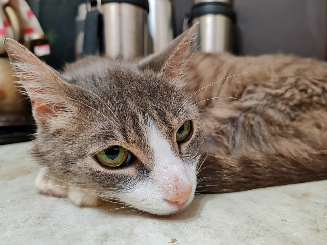 Кот Ричард и Кошка руна