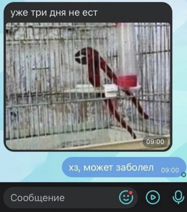 Картинки для деградации 254 (разной степени сежести)