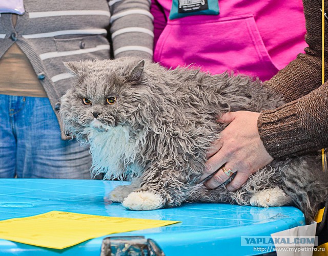 Выставка кошек "Цветок сакуры