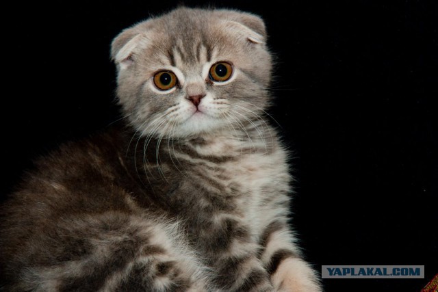 Котовторник  28.01.14